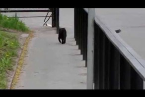 Надоедливая ворона и самый невозмутимый кот