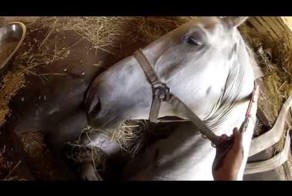 Спасение лошади из автомобильной ямы