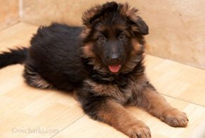  В память о Ваське, лучшем друге