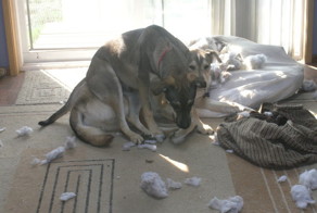 28 провинившихся питомцев