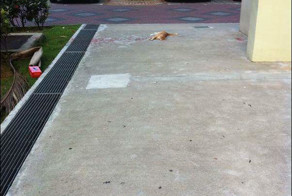 Кот, который чуть не довел до инфаркта сердобольного прохожего