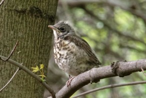 Дрозд-рябинник. Птенец