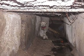 Как спасали собаку по кличке Баночка