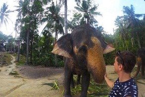 Слон сфотографировался с туристом на память