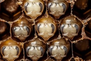 Как рождаются пчёлы