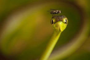 Необычная парочка.