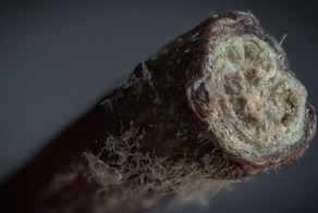 Повседневные вещи под микроскопом