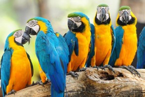 Животные-долгожители, способные пережить людей