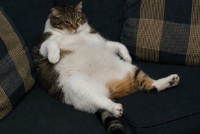 Фото животных, которым срочно пора садиться на диету