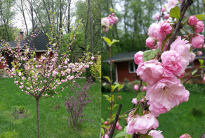 Наша обычная, но прекрасная и живая... ВЕСНА в Подмосковье