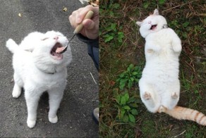 Типичный кот