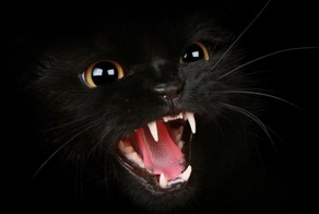 История про Кота Василия Е**ческого