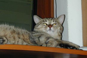 Мои Питомцы