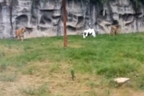 Отважный журавль дал отпор двум тиграм