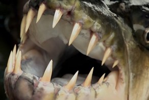 Известный рыбак Джереми Уэйд поймал редкую и опасную рыбу