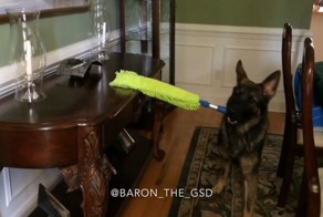 Овчарка, которая делает уборку лучше тебя