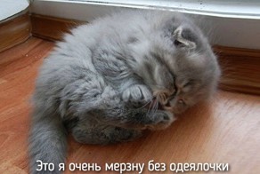 20 животных, которые ведут себя совсем как я
