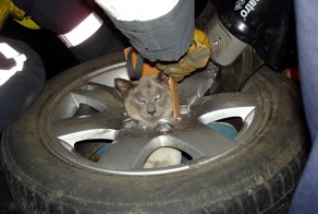 По стопам Винни-Пуха: 16 застрявших зверя