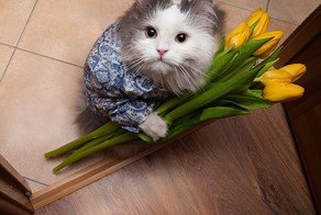 17 котов в свой первый рабочий день