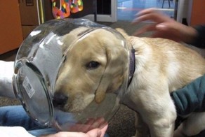 Чем занимаются собаки, когда хозяев нет дома