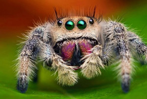 Удивительные макрофотографии пауков