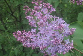 Весенняя природа радует глаз