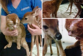 Целебный кот Расселл: идет направо — песнь заводит