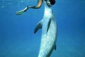 Почему дельфины спасают тонущих людей
