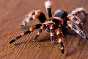 Почему тарантула называют тарантулом ?