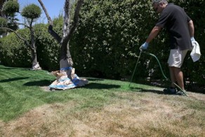 Зеленая лужайка без единой капли воды  