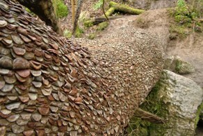 Денежные деревья