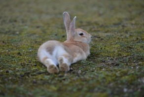 21 фото животных, которые ведут себя как девушки и наоборот