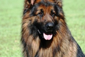 Овчарка Вайс. Рассказ 