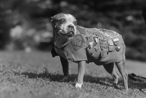 Сержант Стабби – героический пес Первой мировой войны