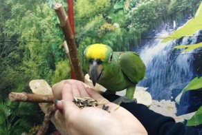 Веселое объявление о продаже попугая