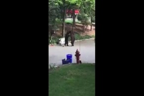 Медведи дерутся за мусорной бак