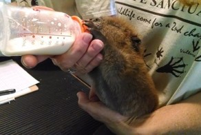 20 животных, которых вы вряд ли видели новорождёнными