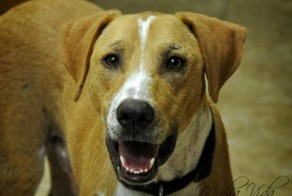 Спасенный пес. До и после. Спустя всего один месяц