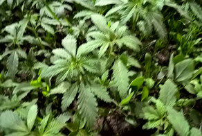 Как выглядят клумбы в центре Астаны 