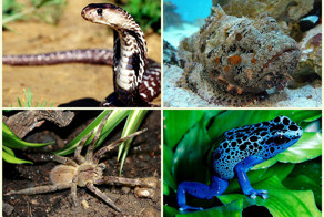 Самые смертоносные яды на планете