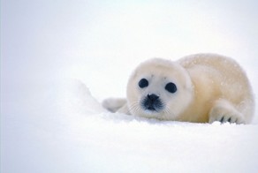 Почитателям нерпят посвящается