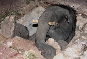 Kак они туда попали?