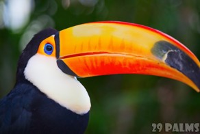 У тукана нос большой