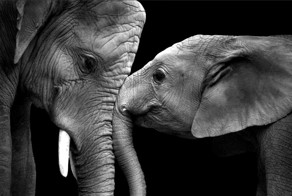 Люби как слон