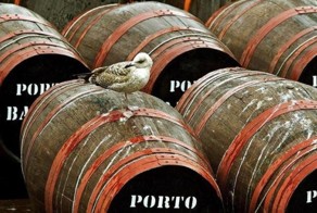 Самые опасные деликатесы мира