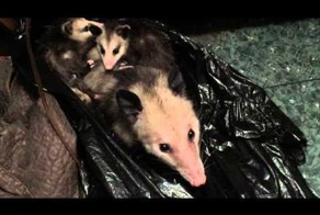 Американка нашла в шкафу семью опоссумов