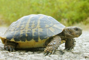 12 невероятных фактов, которые скрывают черепахи под своим панцирем