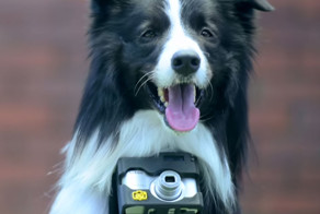 Первый фотоаппарат для собак, делающий снимки при учащении пульса