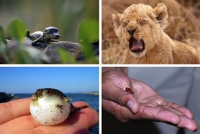 Опасно выглядящие животные, которые относительно безобидны