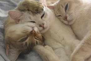 Пикантный фотоприкол